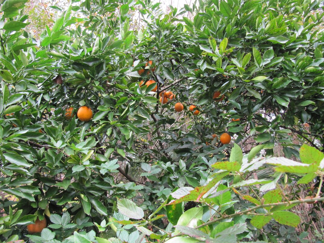 Carole_Claude_Adams_Backyard_2